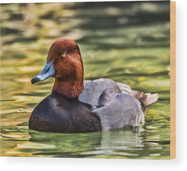 Redheaded Duck Wood Print featuring the photograph Redheaded Duck by Joe Granita