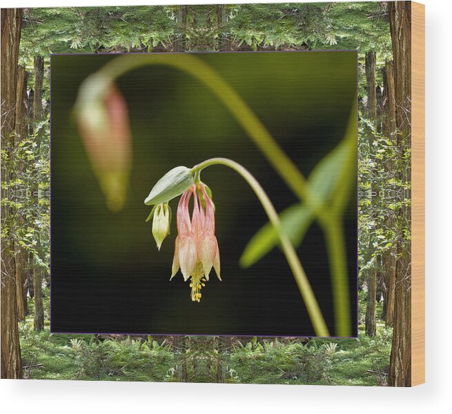 Nature Photos Wood Print featuring the photograph Redwood Columbine by Bell And Todd