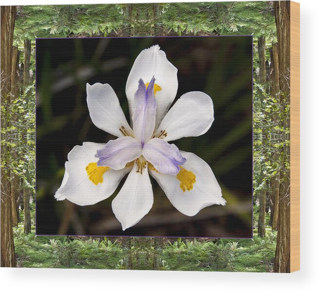 Nature Photos Wood Print featuring the photograph Redwood Iris by Bell And Todd