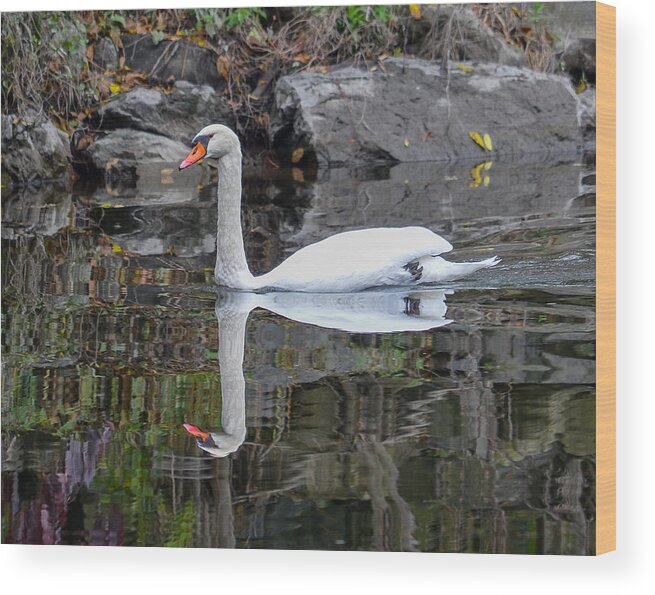 Swan Wood Print featuring the photograph Reflecting Mute Swan by Art Atkins