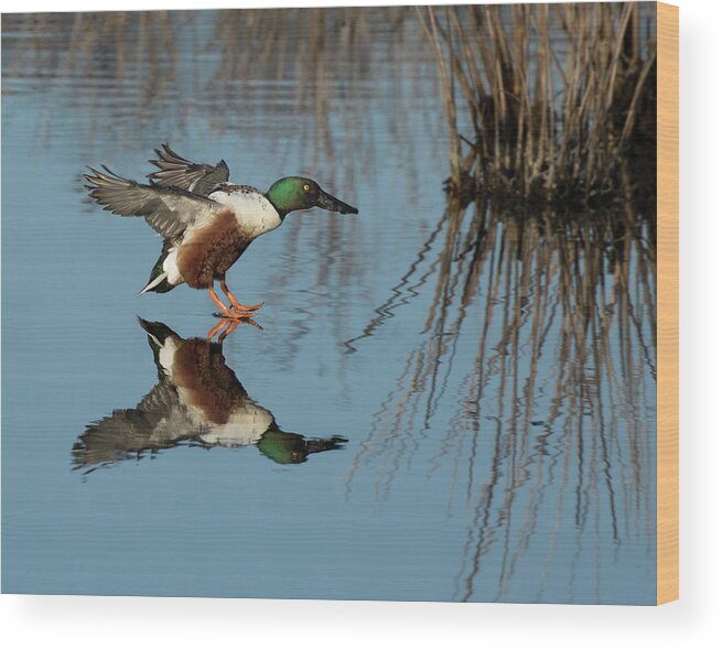Duck Wood Print featuring the photograph Reflection Connection by Art Cole