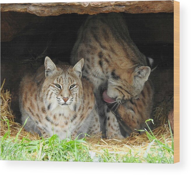 Relaxing Felines Wood Print featuring the photograph Relaxing Felines by Kathy M Krause