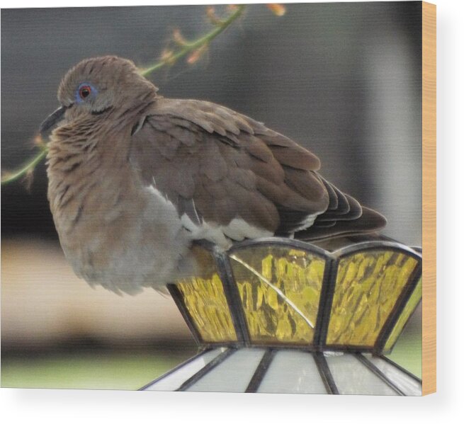 Bird Wood Print featuring the photograph Resting Dove by Michael Dillon
