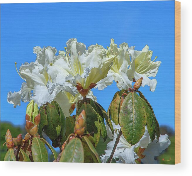 Nature Wood Print featuring the photograph Rhododendron ciliicalyx DTHN0213 by Gerry Gantt