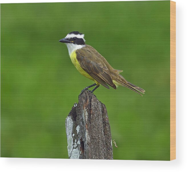 Great Kiskadee Wood Print featuring the photograph Roadside Kiskadee by Tony Beck