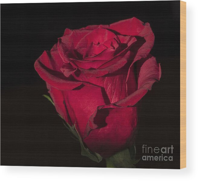 Flower Wood Print featuring the photograph Romantic Rose by Joann Long