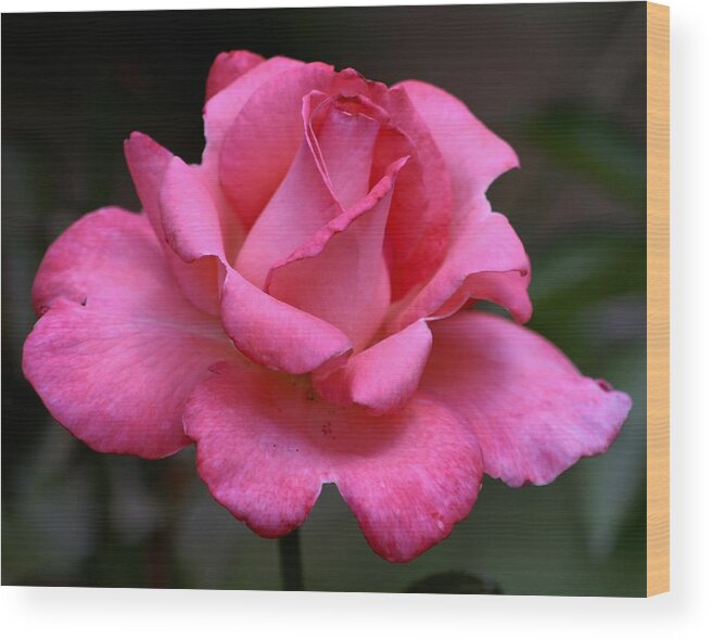 Rose Wood Print featuring the photograph Rose 3837_3 by Steven Ward