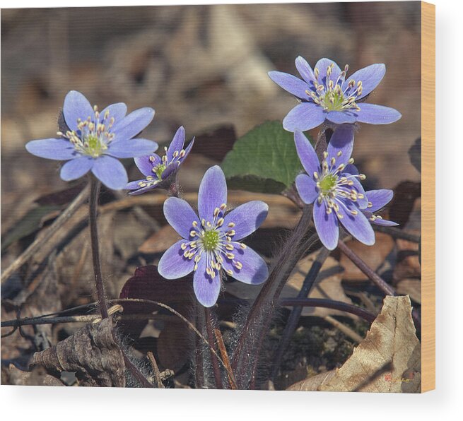 Flower Wood Print featuring the photograph Round-lobed Hepatica DSPF116 by Gerry Gantt