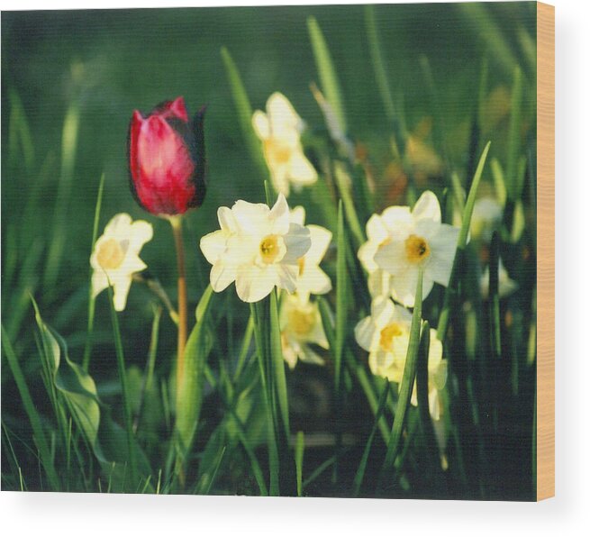 Tulips Wood Print featuring the photograph Royal Spring by Steve Karol