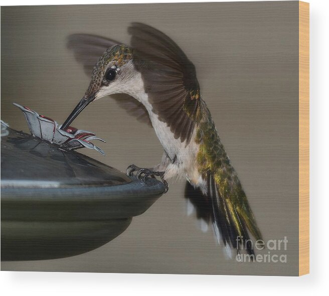 Birds Wood Print featuring the photograph Ruby - Throated Hummingbird by Steve Brown