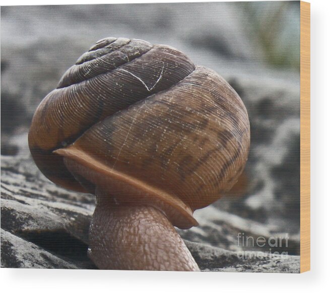 Snail Shell Wood Print featuring the photograph Safe Keeping by Scott Heister