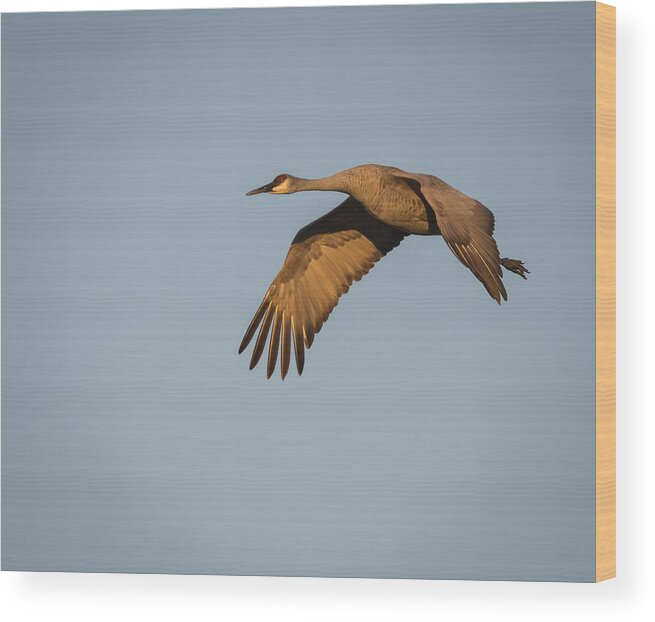 Sandhill Crane Wood Print featuring the photograph Sandhill Crane 2015-3 by Thomas Young
