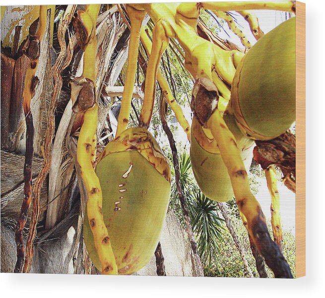 Florida Wood Print featuring the photograph Sanibel Coconuts GP by Chris Andruskiewicz