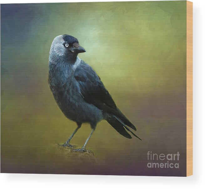 Jackdaw Wood Print featuring the photograph Saucy Jackdaw by Judi Bagwell