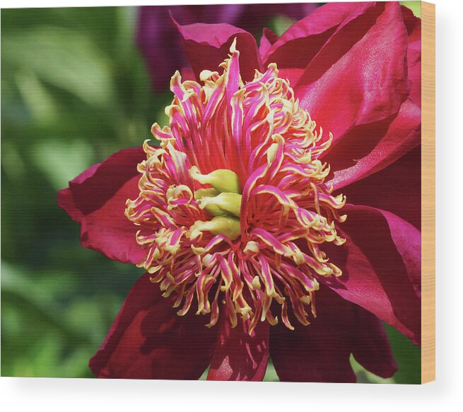 Red Wood Print featuring the photograph Scarlet Peony by Cate Franklyn