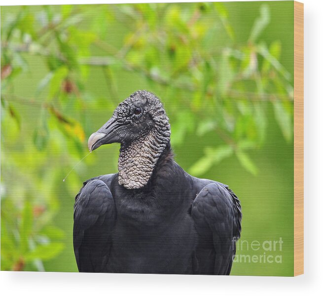 Black Vulture Wood Print featuring the photograph Scavenger Spittle by Al Powell Photography USA