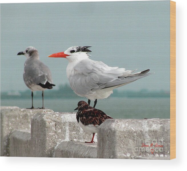 Birds Wood Print featuring the photograph Sea Birds by Donna Brown