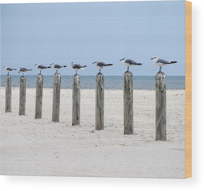 Seagull Wood Print featuring the photograph Seagulls by Brian Kinney