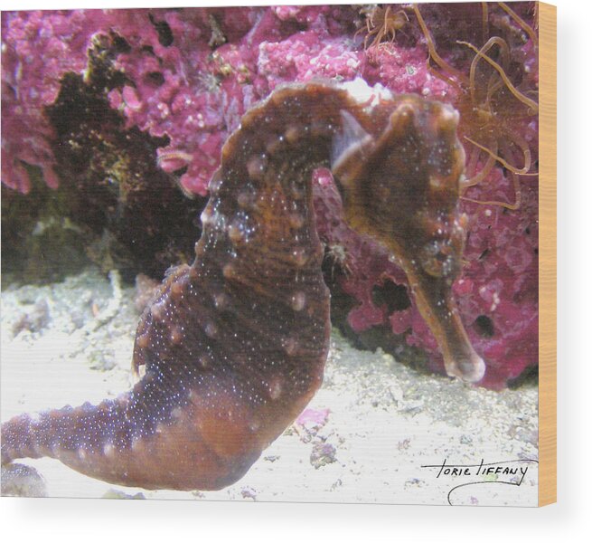 Faunagraphs Wood Print featuring the photograph Seahorse4 by Torie Tiffany