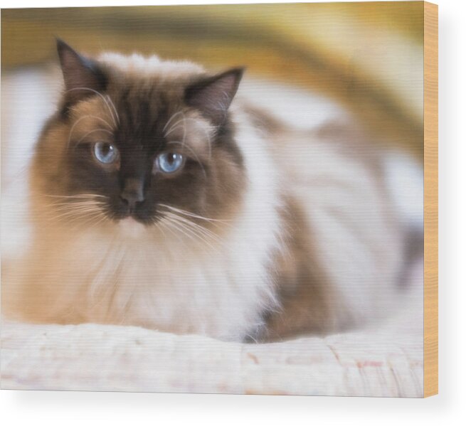 Cat Wood Print featuring the photograph Seal Point Bicolor Ragdoll Cat by Jennifer Grossnickle