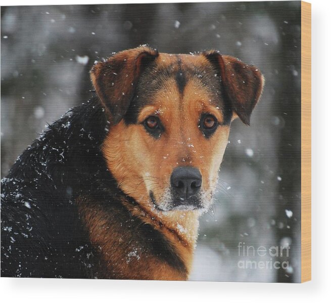 Winter Wood Print featuring the photograph Search and Rescue Dog by Lila Fisher-Wenzel