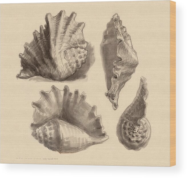 Seashell Wood Print featuring the painting Seba's Spider Conch by Judith Kunzle