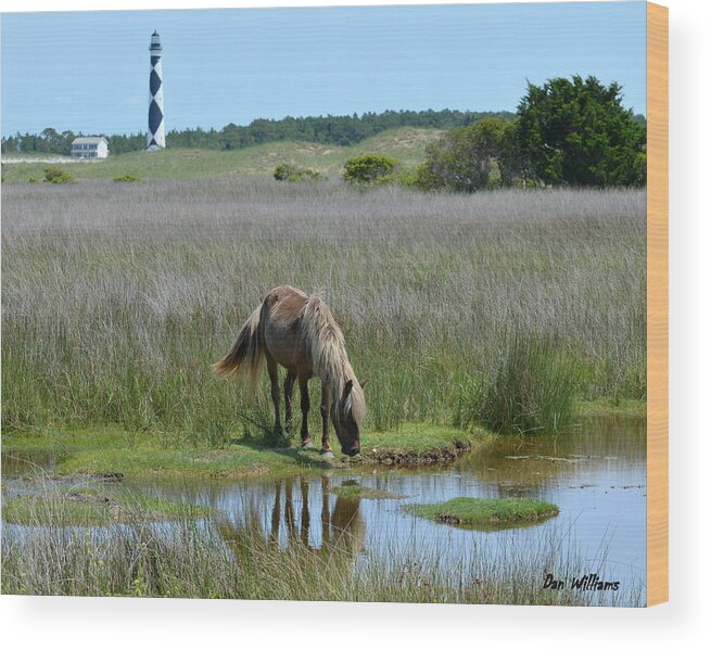 Cape Lookout Wood Print featuring the photograph Shackleford Pony by Dan Williams