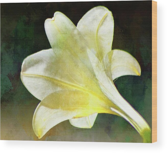 Sheer White Lily On Teal Print Wood Print featuring the photograph Sheer White Lily on Teal by Sheri McLeroy