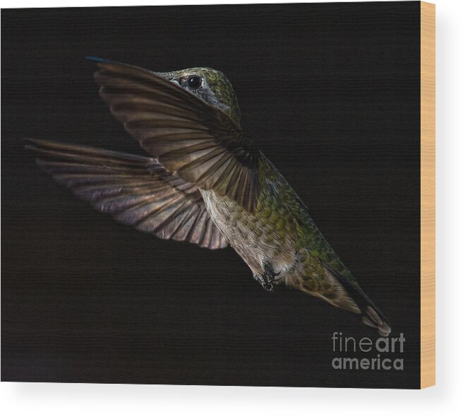 Hummingbird Wood Print featuring the photograph Side Lit Hummingbird by Lisa Manifold
