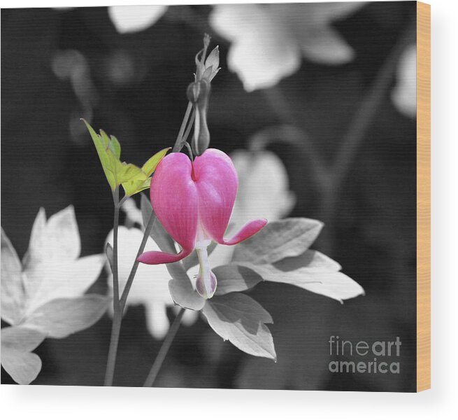 Flower Wood Print featuring the photograph Single Bleeding Heart Partial by Smilin Eyes Treasures