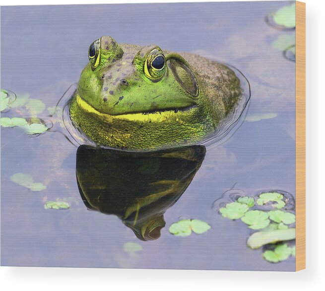 Bull Frog Wood Print featuring the photograph Sir Bull Frog by Art Cole