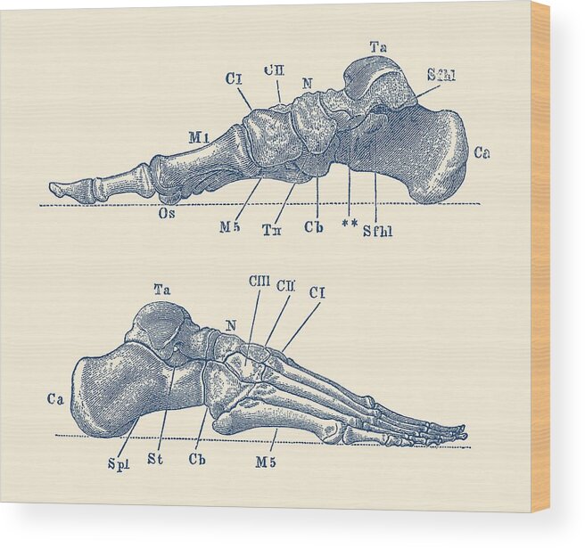 Skeleton Wood Print featuring the drawing Skeletal Foot Diagram - Dual View - Anatomy Print by Vintage Anatomy Prints