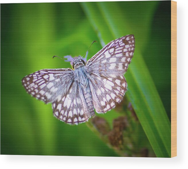 Butterfly Wood Print featuring the photograph Skipper Butterfly by Mark Andrew Thomas