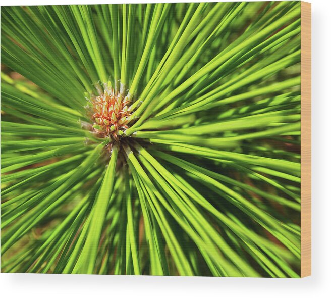Nature Wood Print featuring the photograph Slash Pine Needles by Arthur Dodd