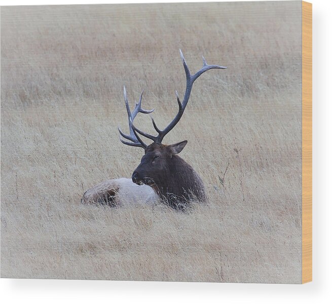 Bull Elk Wood Print featuring the photograph Sleeping Giant by Steve McKinzie