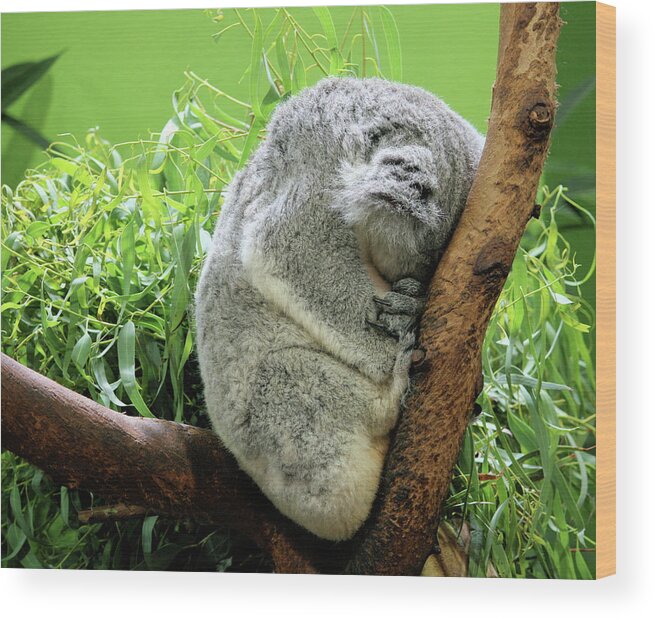 Koala Wood Print featuring the photograph Sleeping Koala Bear by Cathy Harper