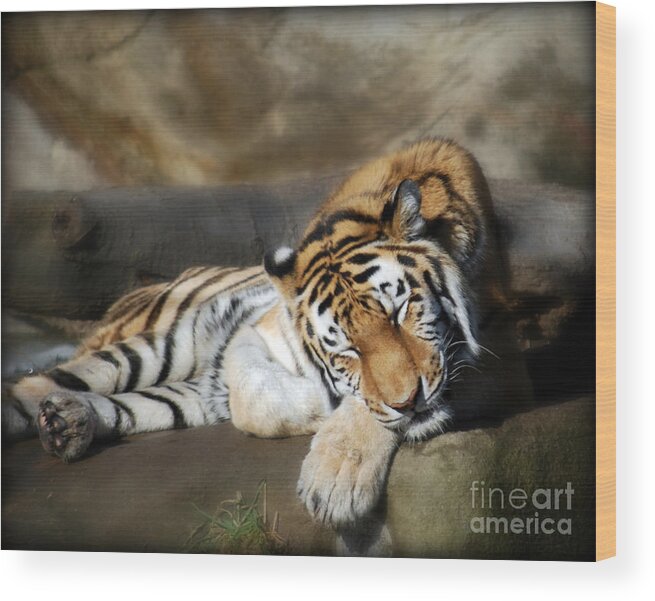 Sleeping Tiger Wood Print featuring the photograph Sleeping Tiger by Lila Fisher-Wenzel
