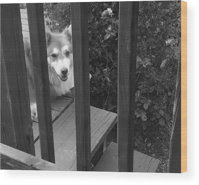 Husky Wood Print featuring the photograph Smiling Dog by Brad Nellis