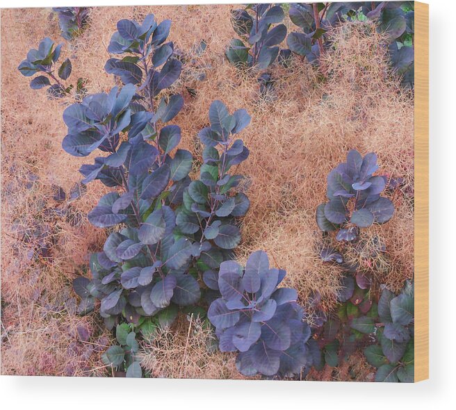 Smoke Bush Photograph Wood Print featuring the photograph Smoke Bush by L J Oakes