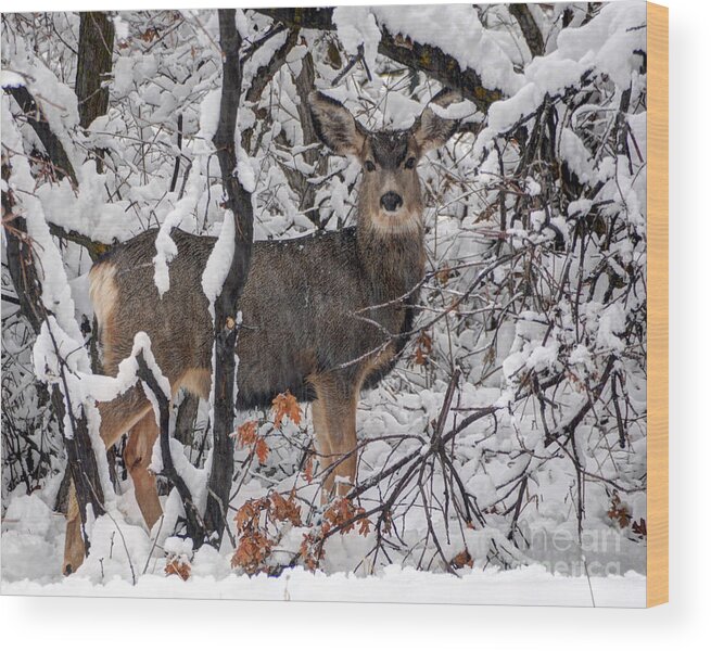 Deer Wood Print featuring the photograph Snow Deer - Wasatch Front - Utah by Gary Whitton