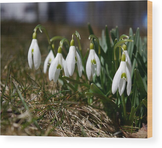 Richard Reeve Wood Print featuring the photograph Snowdrops I by Richard Reeve