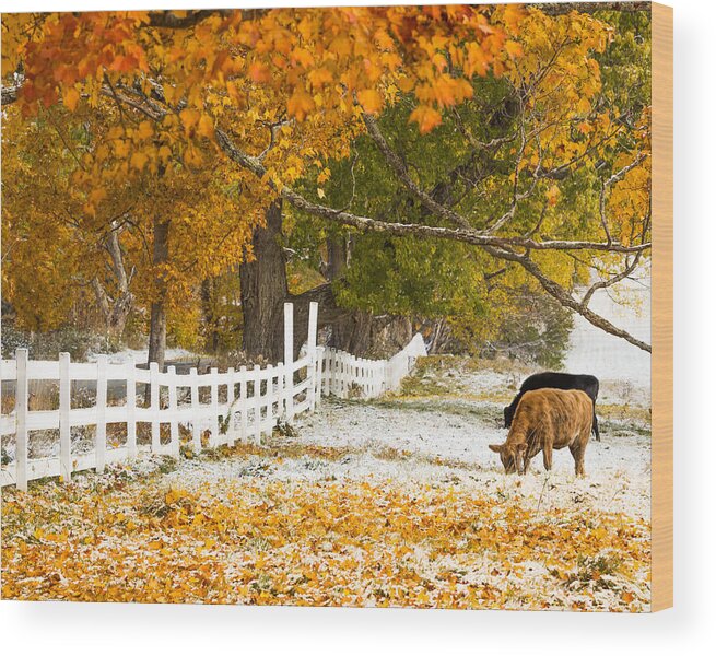 Cow Wood Print featuring the photograph Snowliage Cows by Tim Kirchoff