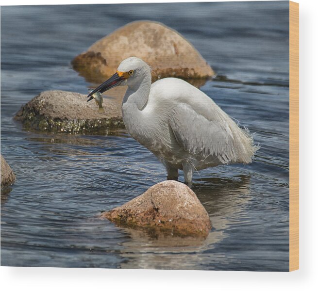 Egret Wood Print featuring the photograph Snowy Egret with Fish by Janis Knight