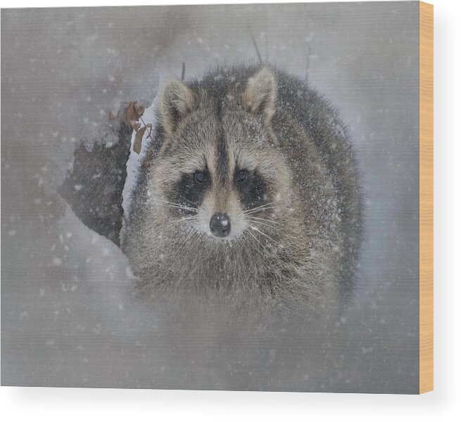 Adorable Wood Print featuring the photograph Snowy Raccoon by Teresa Wilson