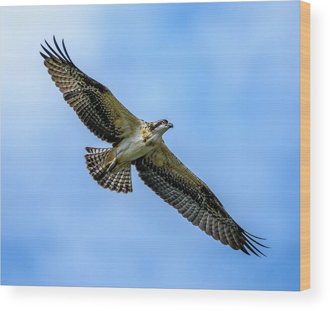 Osprey Wood Print featuring the photograph Soaring High by Jerry Cahill