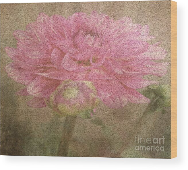Dahlia Wood Print featuring the photograph Soft Graceful Pink Painted Dahlia by Judy Palkimas