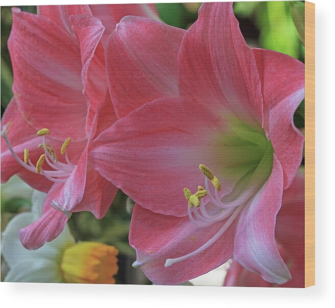 Lily Wood Print featuring the photograph Soft Lilies by Robert Pilkington