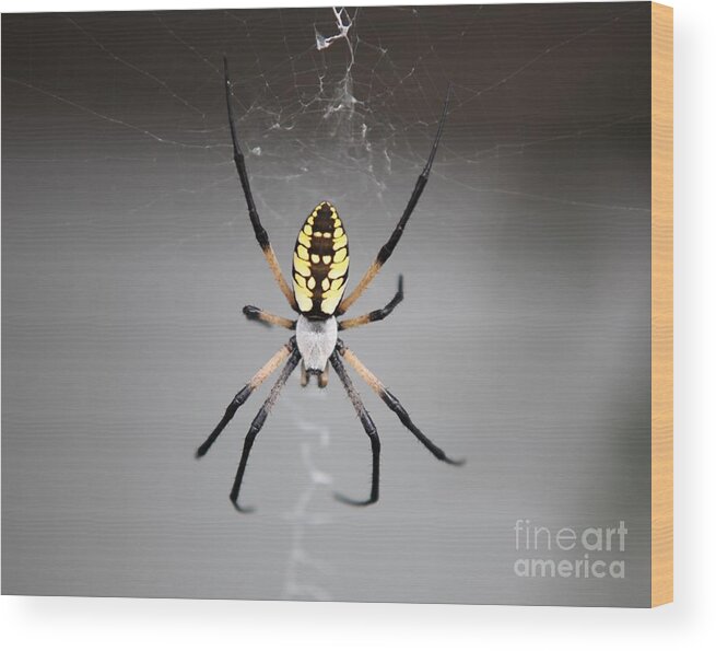 Spider Wood Print featuring the photograph Spider by Kathryn Cornett