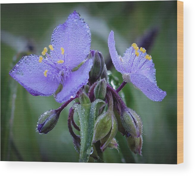 Tradescantia Wood Print featuring the photograph Spiderwort by James Barber