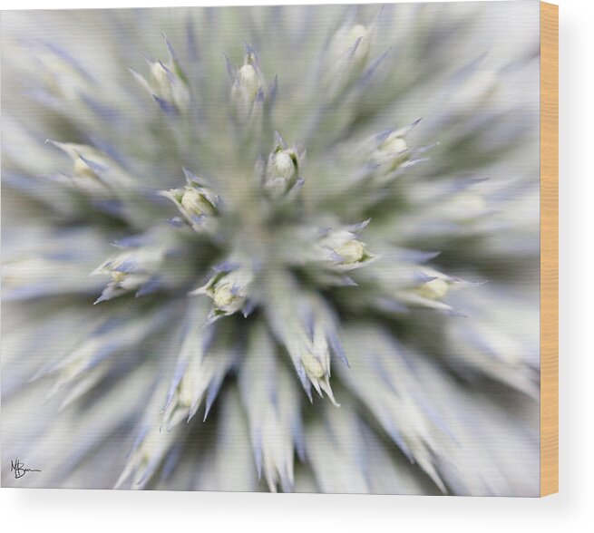 Macro Wood Print featuring the photograph Spiked Illusion by Mary Anne Delgado